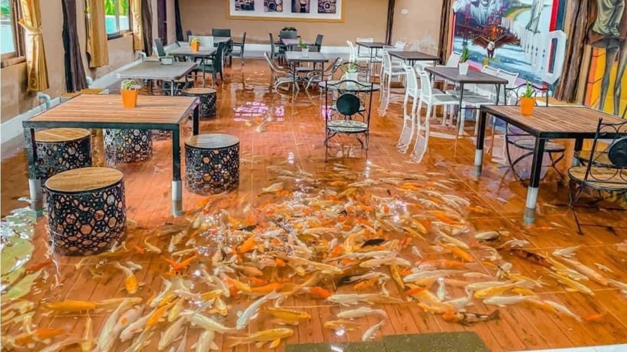 Así Es la Peculiar Cafetería en la que Comes con Cientos de Peces a tus