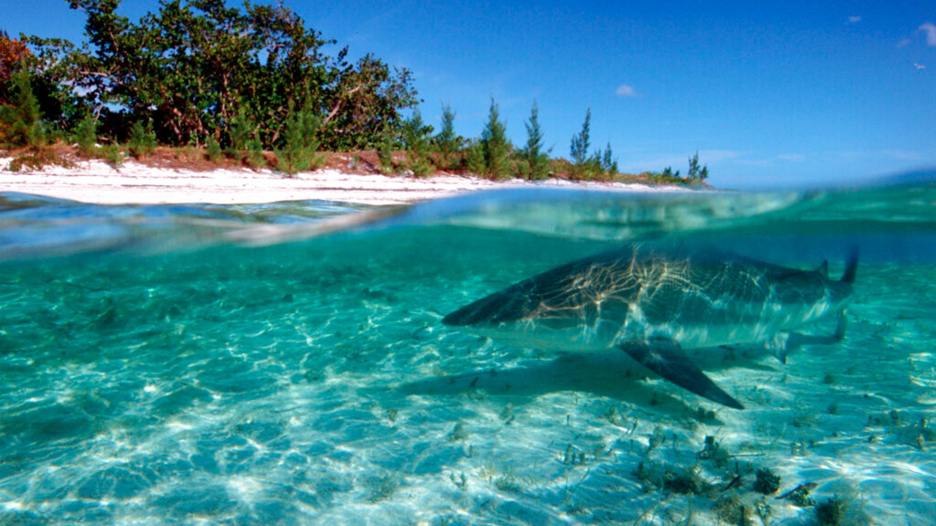 ¡lamentable Mujer Muere Tras Ataque De Tiburón En Las Bahamas N