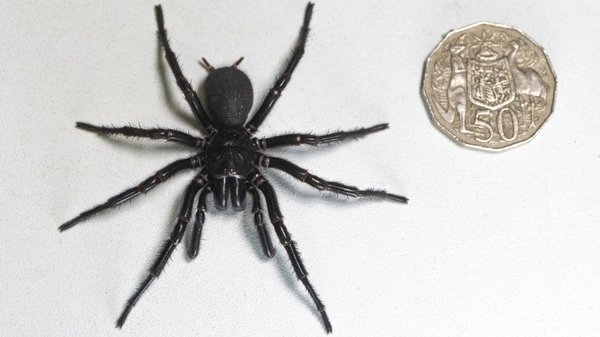 Centrador Araña Plano 195mm Doble Capa Para Bocina