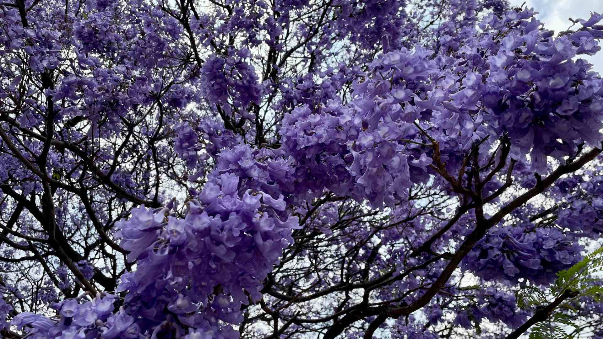 Jacarandas en Invierno? Floración Temprana en CDMX Enciende Alerta Sobre el Cambio Climático | N+