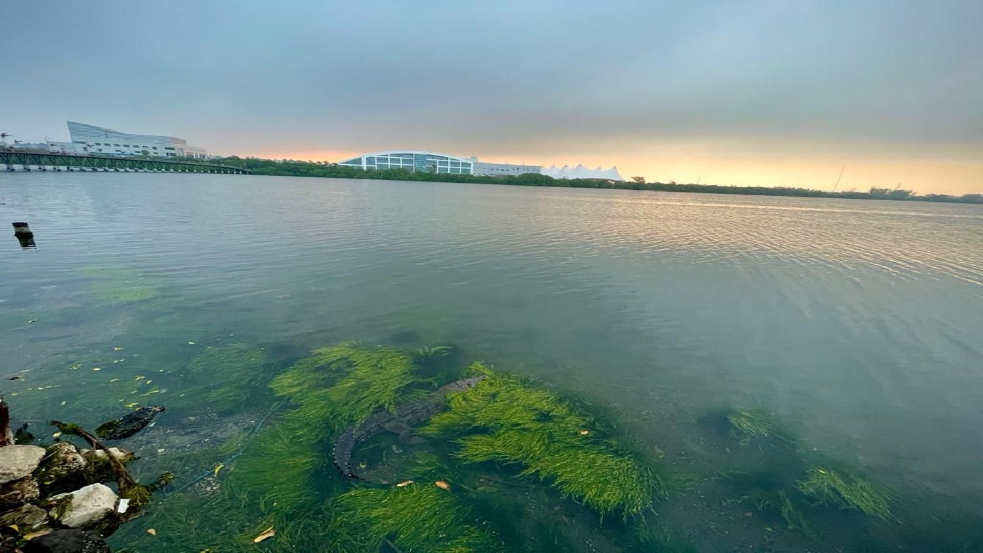 Pronóstico del Tiempo Hoy, 14 Febrero de 2024, en Tampico, Ciudad