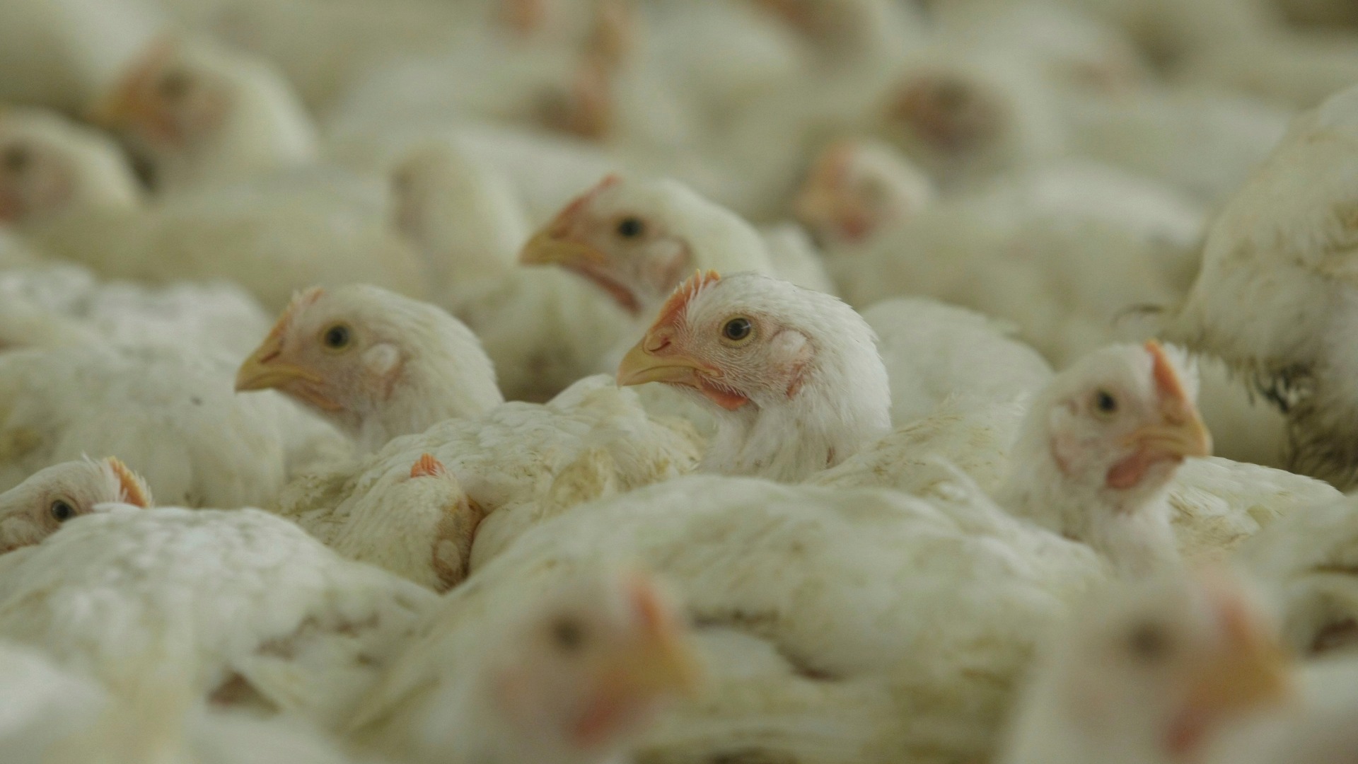 The United States is about to develop a bird flu vaccine