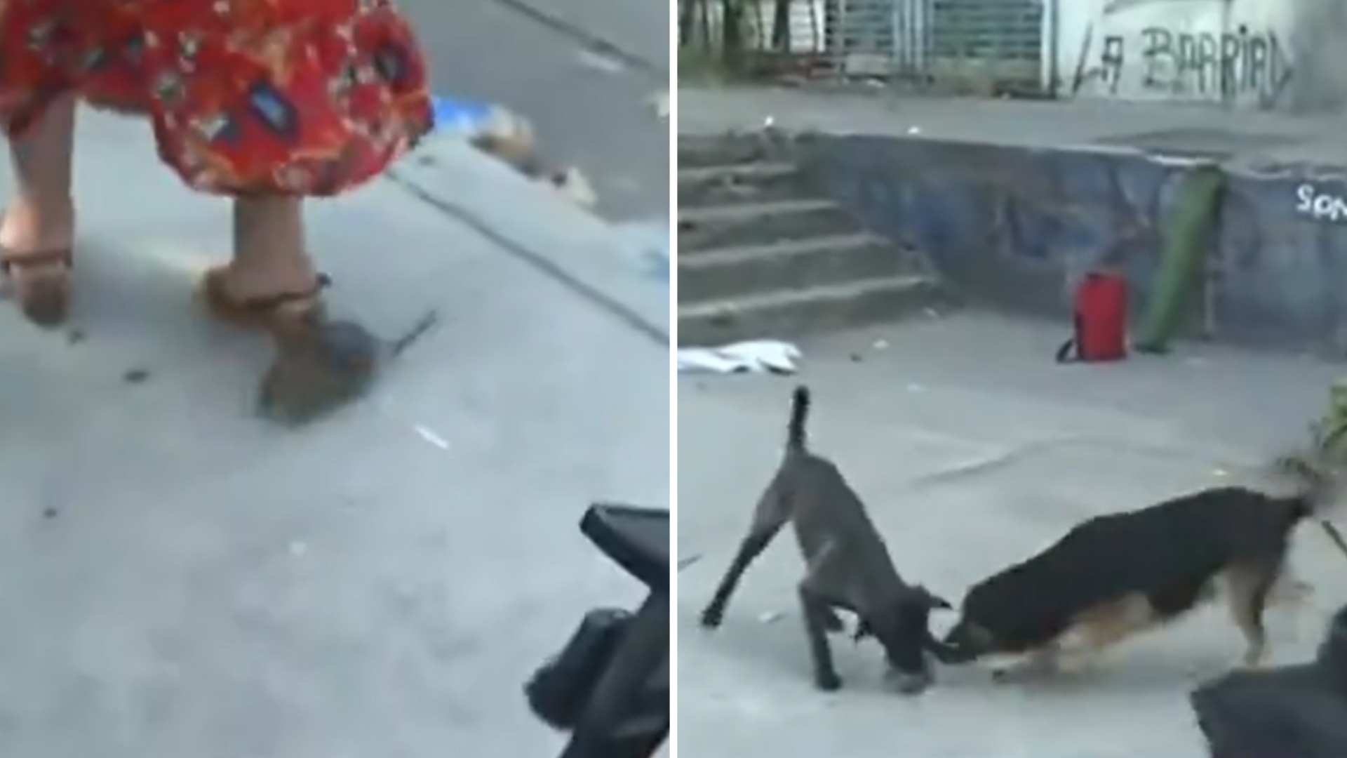 Video | Rata Irrumpe Entrevista de Político, la Patean y se la Comen ...