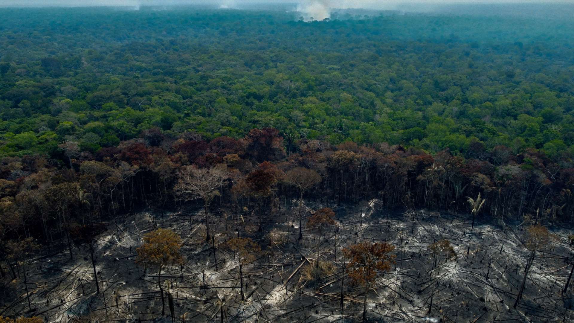 ONU Alerta por 'Narcodeforestación' en México | N+