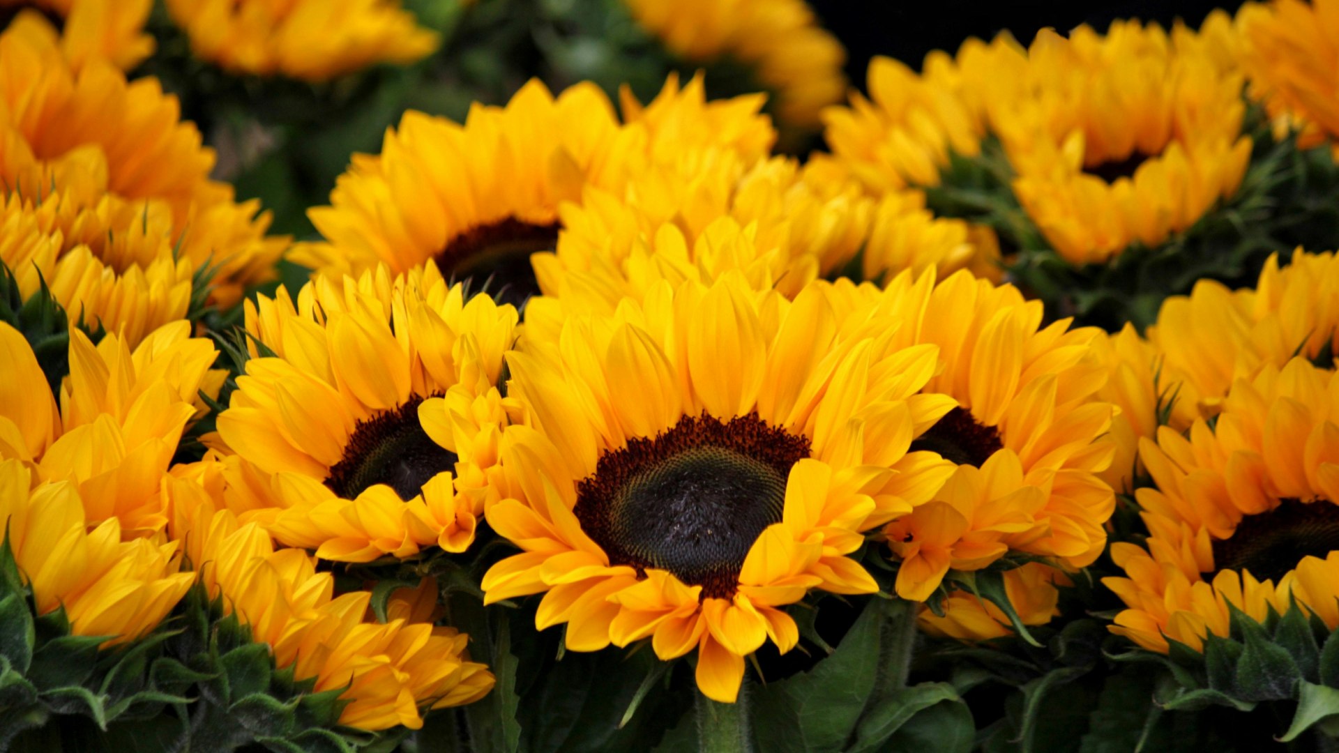 ¿Por Qué se Regalan Flores Amarillas el 21 de Marzo? Este es su