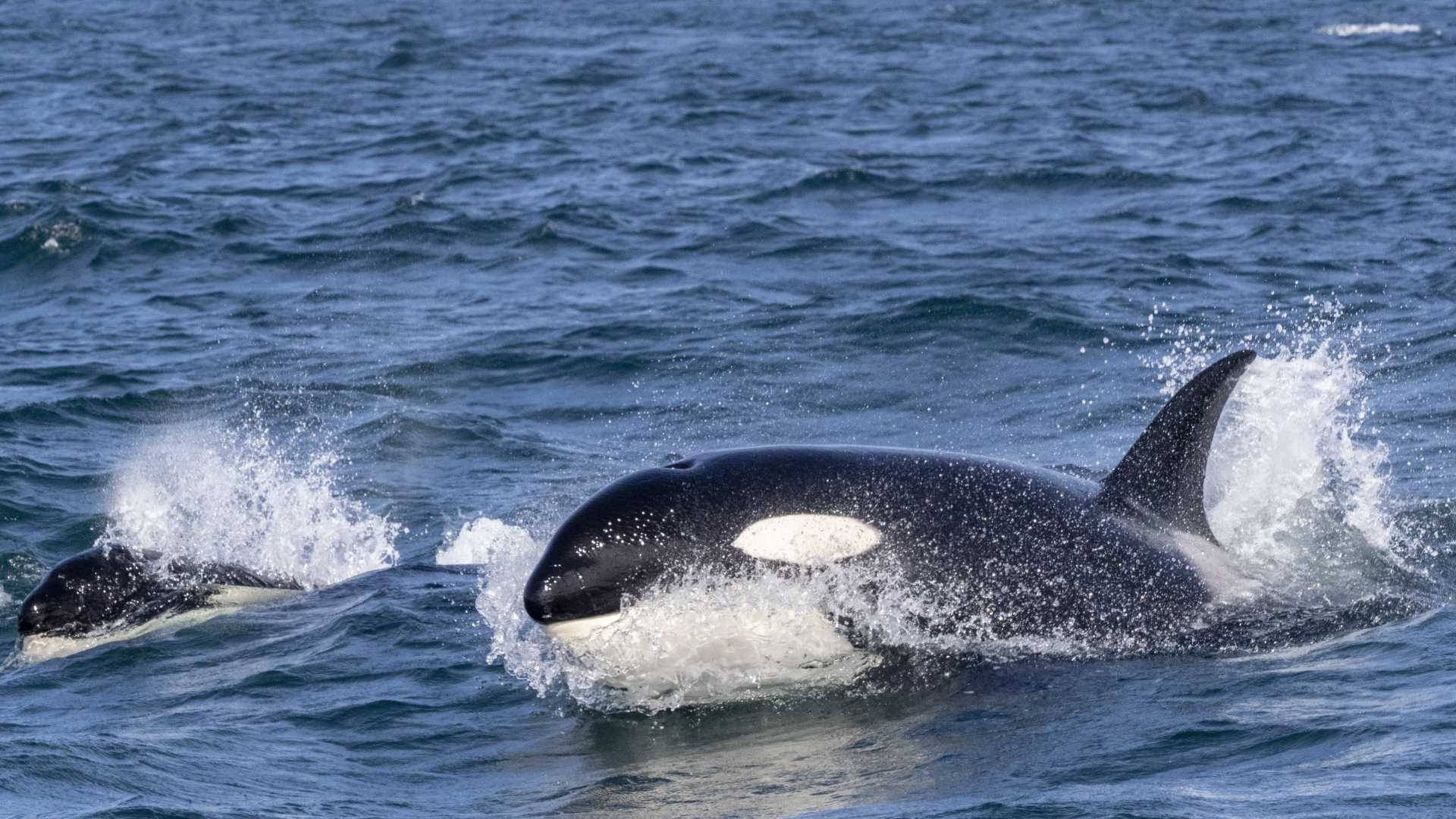 ¡Vuelve Gladis! Orca¿Vuelve Gladis? Orcas Hunden Yate En Gibraltar | N+