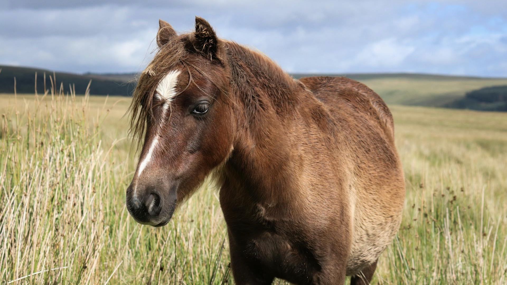 Los Caballos Habrían Sido Domesticados Dos Veces | N+