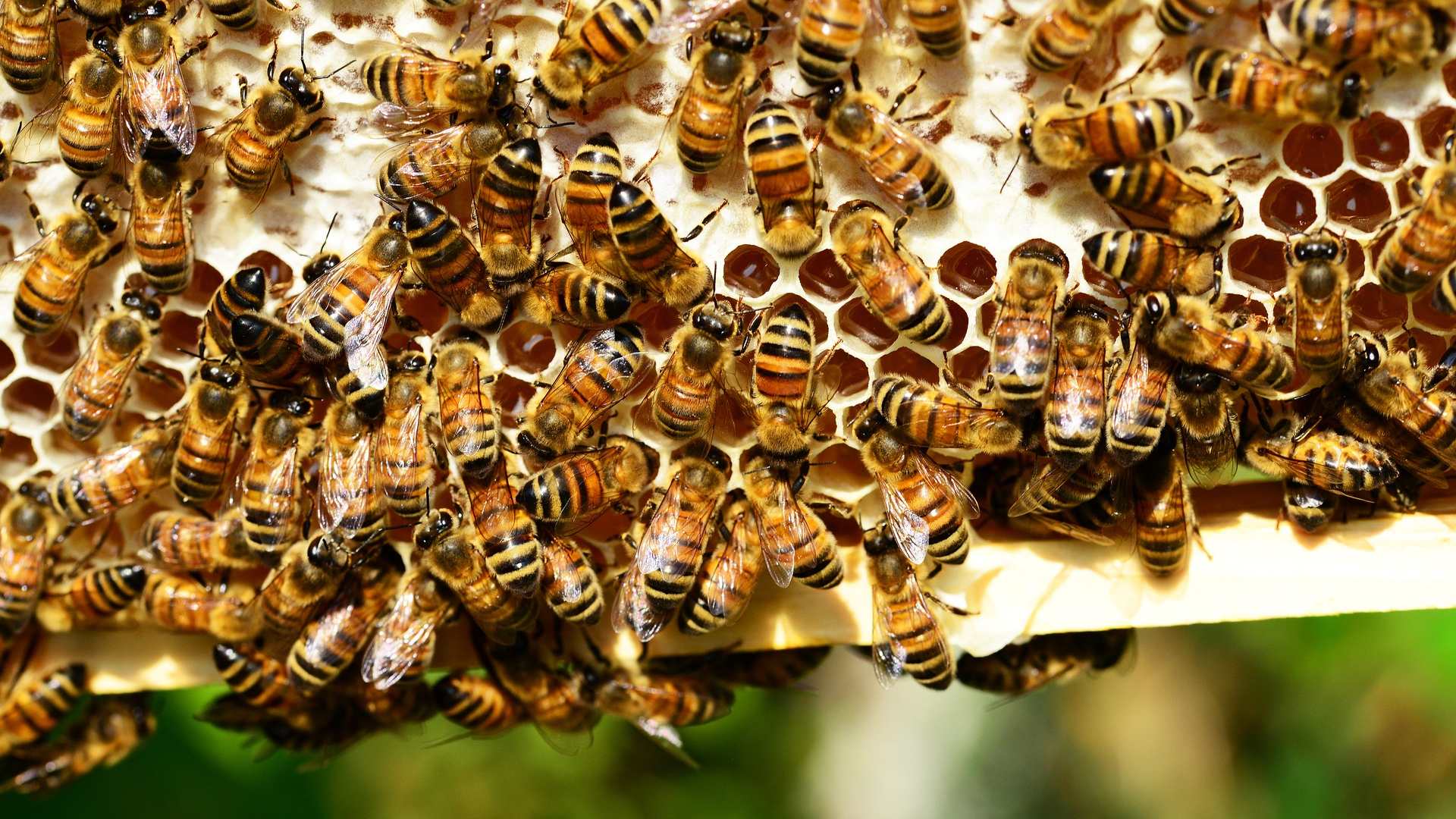 Abuelito Muere por Salvaje Ataque de Abejas | N+