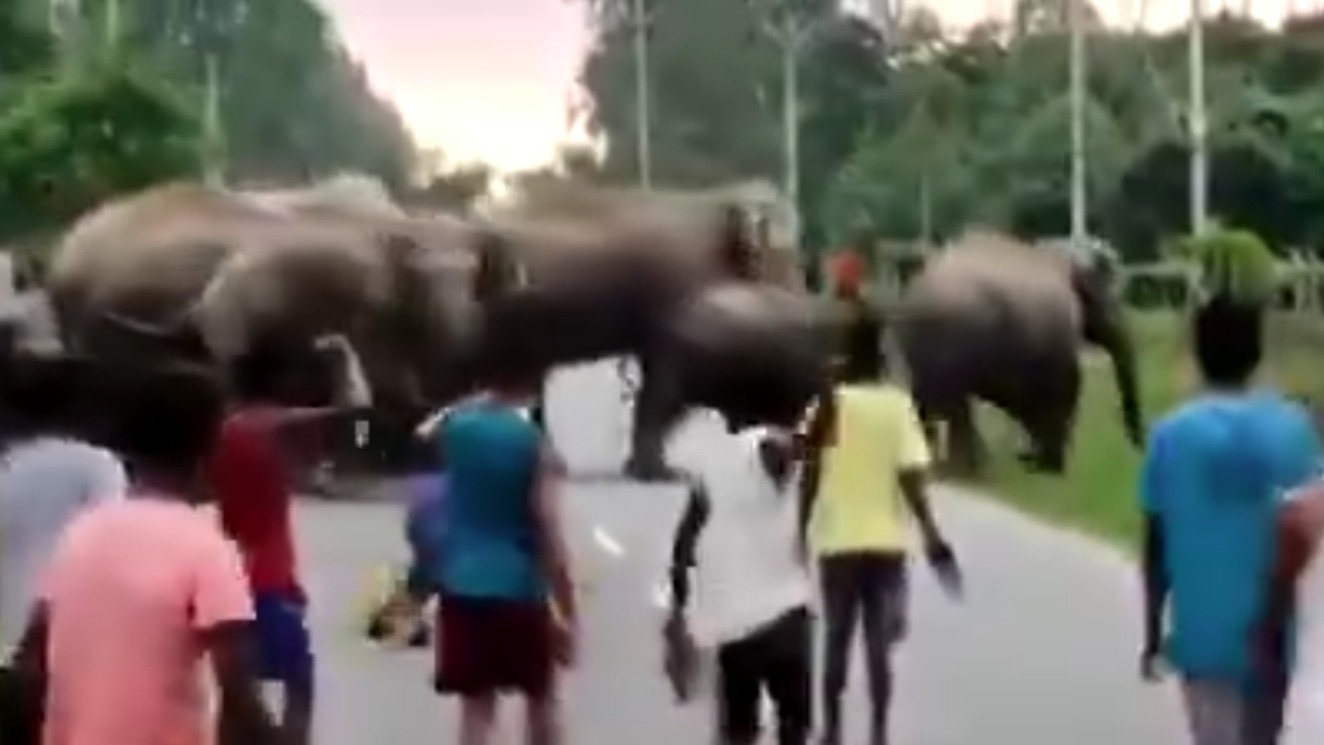 ¿karma Elefante Aplasta Y Mata Joven Que Lanzó Piedras A Su Manada N