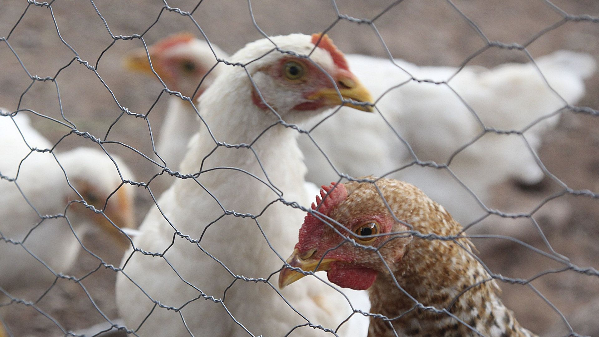 Gripe Aviar 2024 México Concluye Emergencia Sanitaria por Contagios en