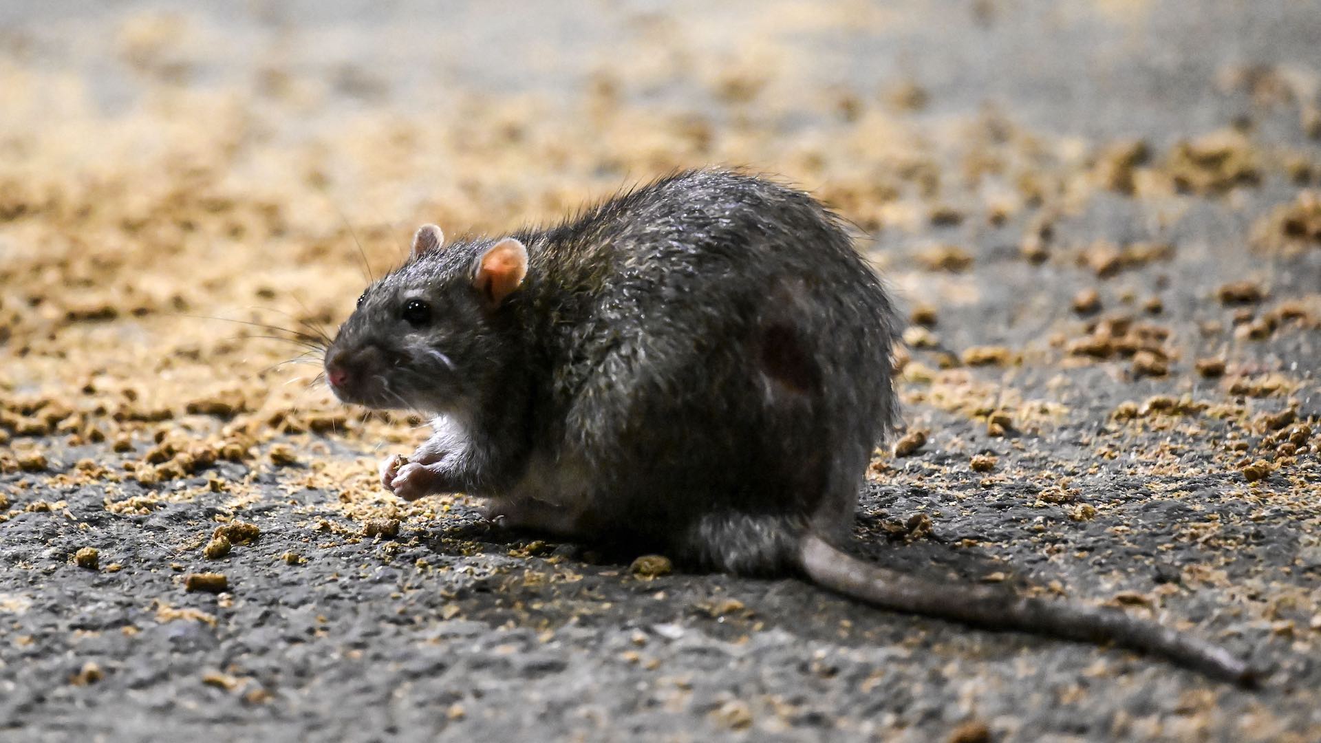 Darán Anticonceptivos a las Ratas en Nueva York, como Medida ...
