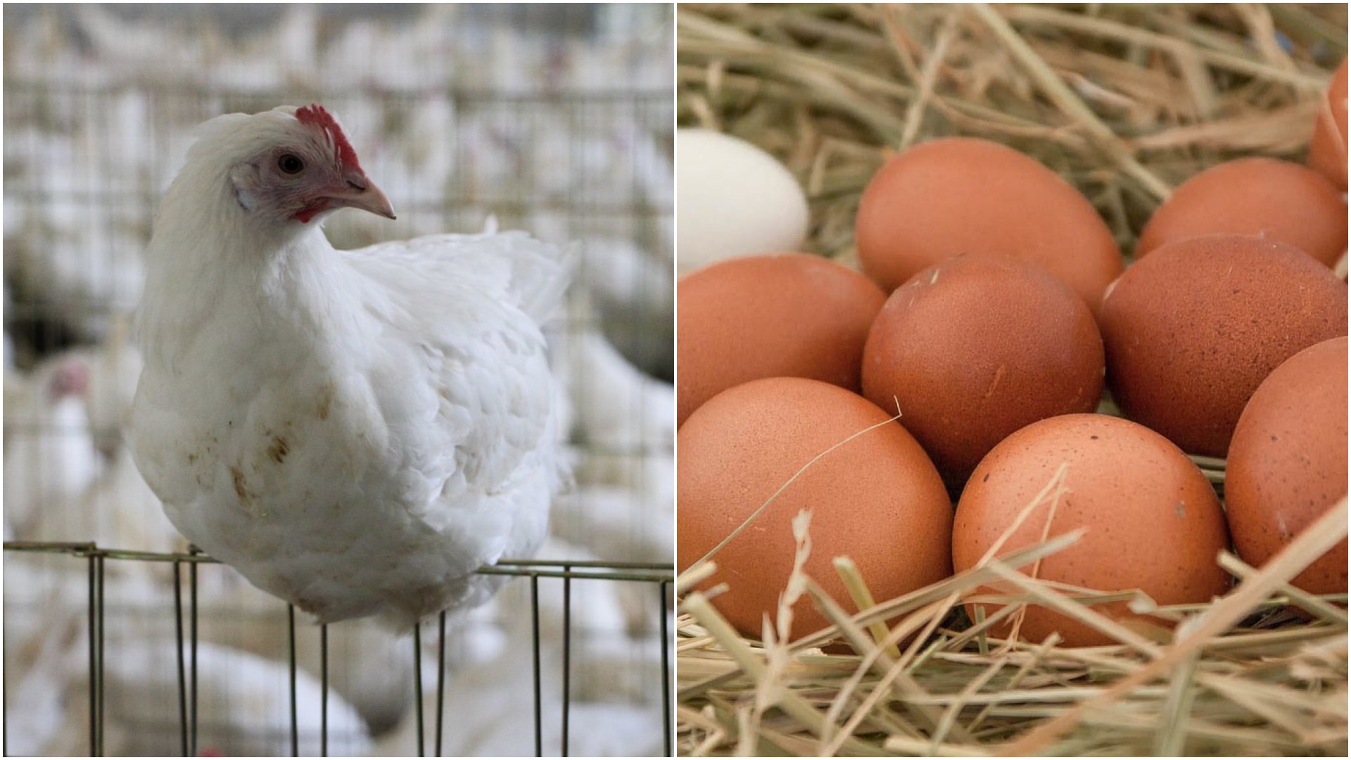 ¿Qué Fue Primero, el Huevo o la Gallina? Científicos Encuentran