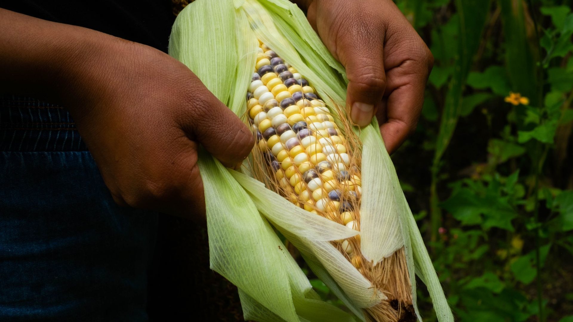 Anuncian Nuevo Programa de Apoyo en México: Estos son los Beneficios de Cosechando  Soberanía | N+
