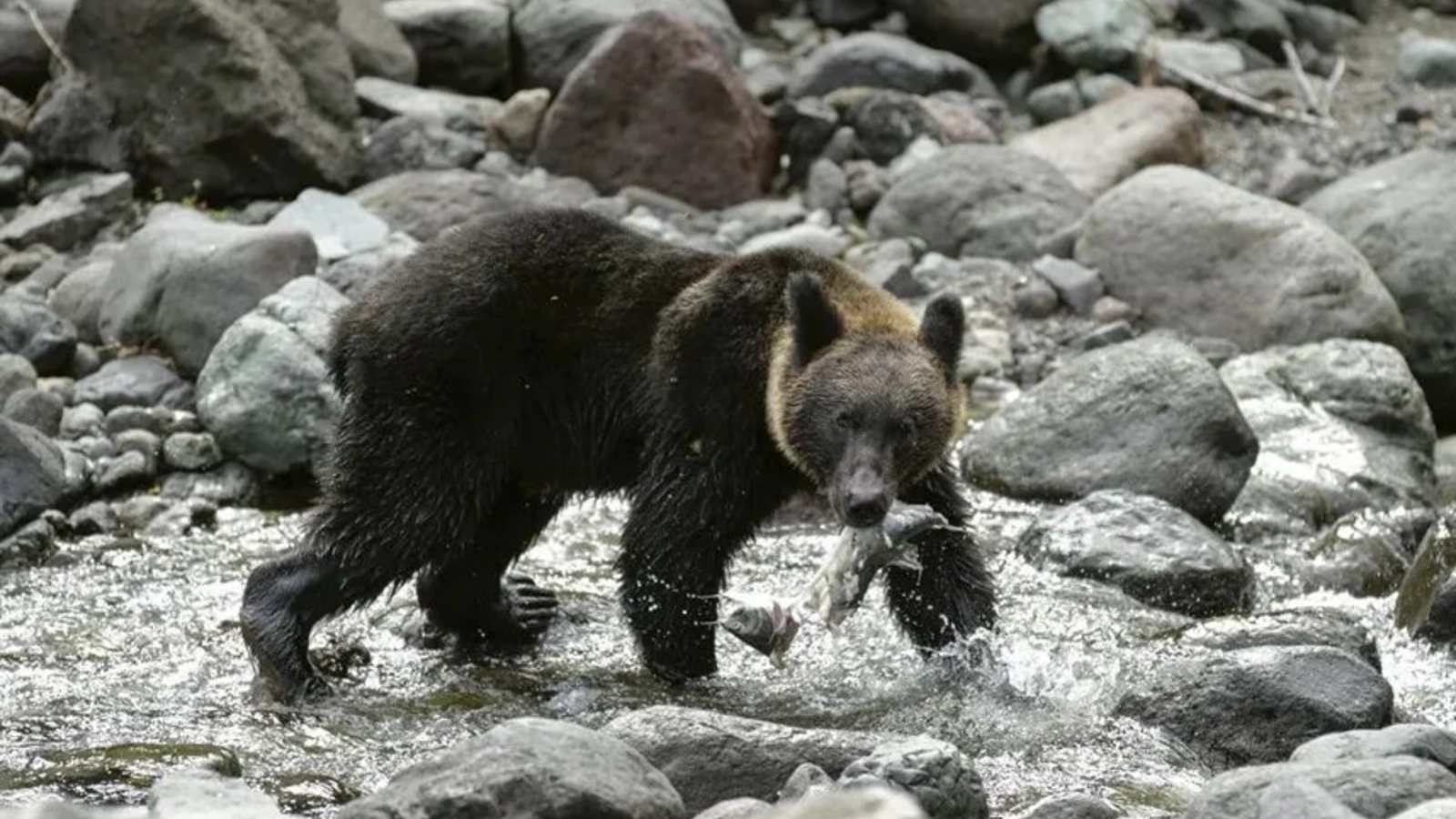 日本でクマの襲撃が増加。死者12名、軍が出動