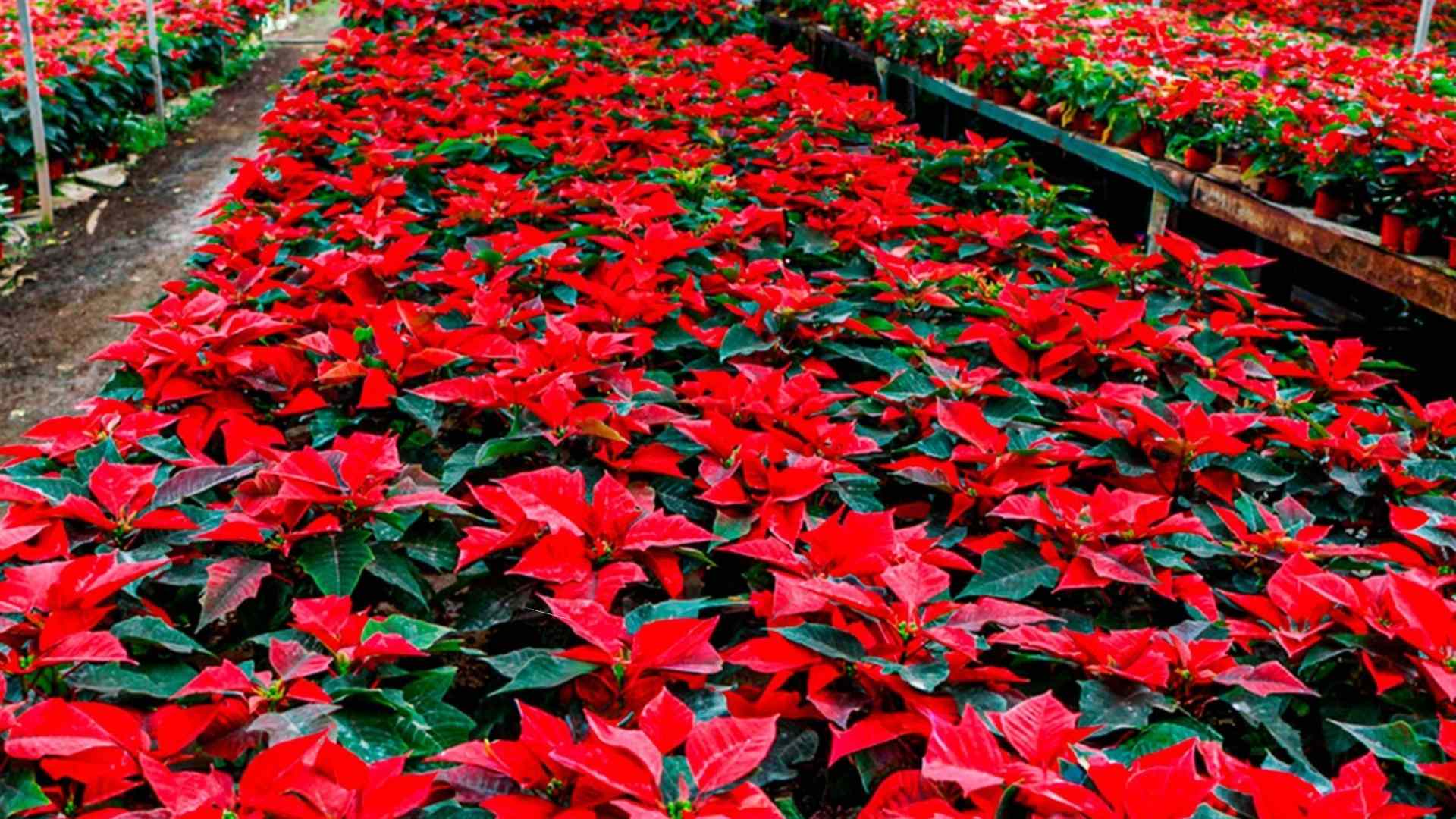 Inicia Venta de Nochebuena en México: ¿Qué Estado Lidera Producción de ...