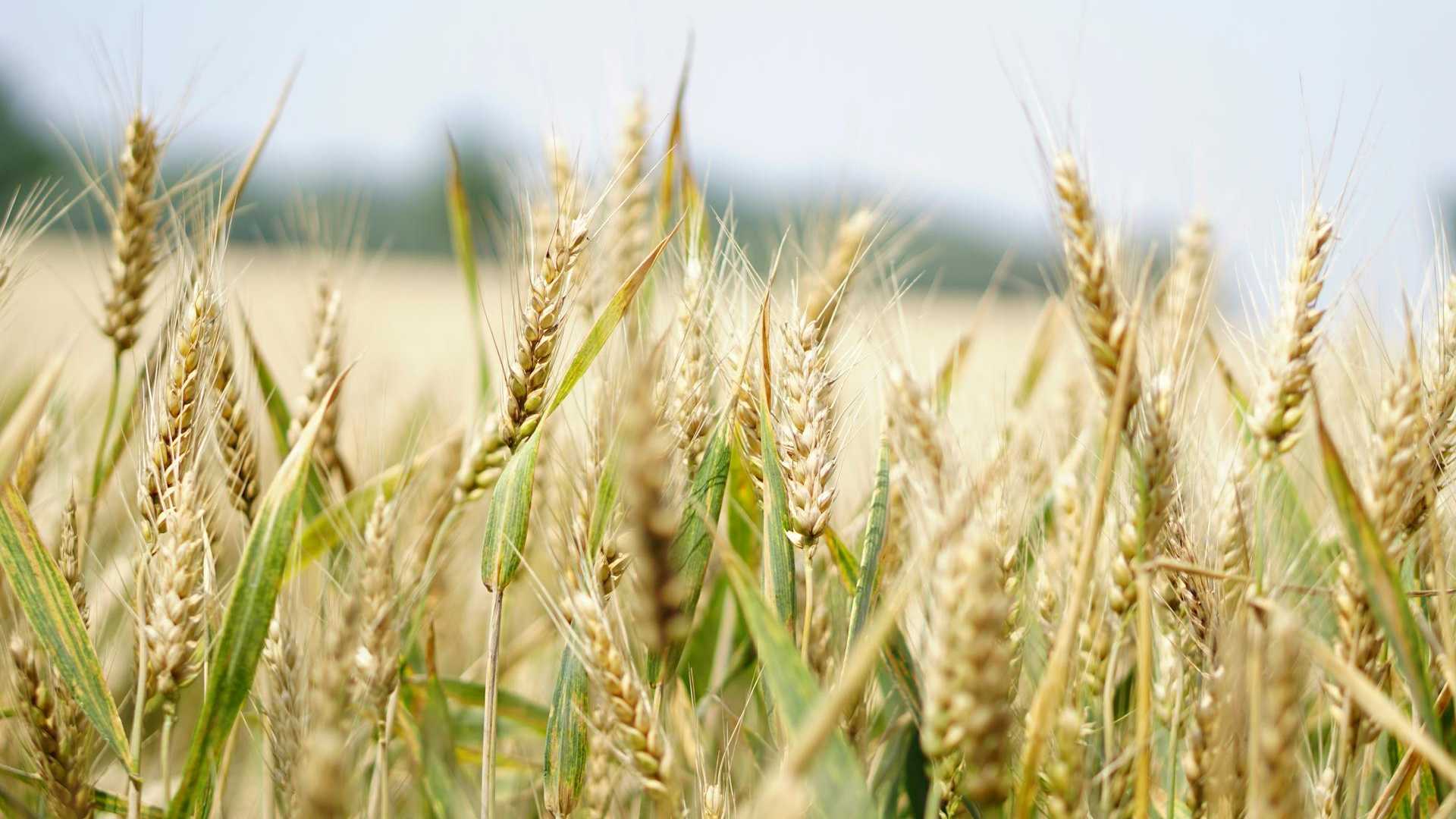 Crean Trigo Capaz de Formar su Propio Fertilizante con Edición Genética CRISPR – N+