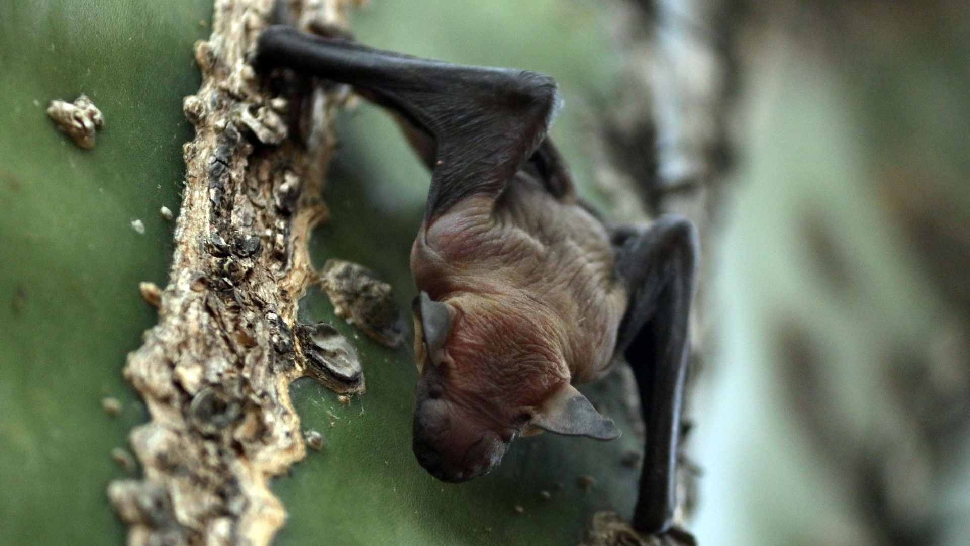 Niños De Oaxaca Atacados Por Murciélago Dan Negativo A Rabia N 4302