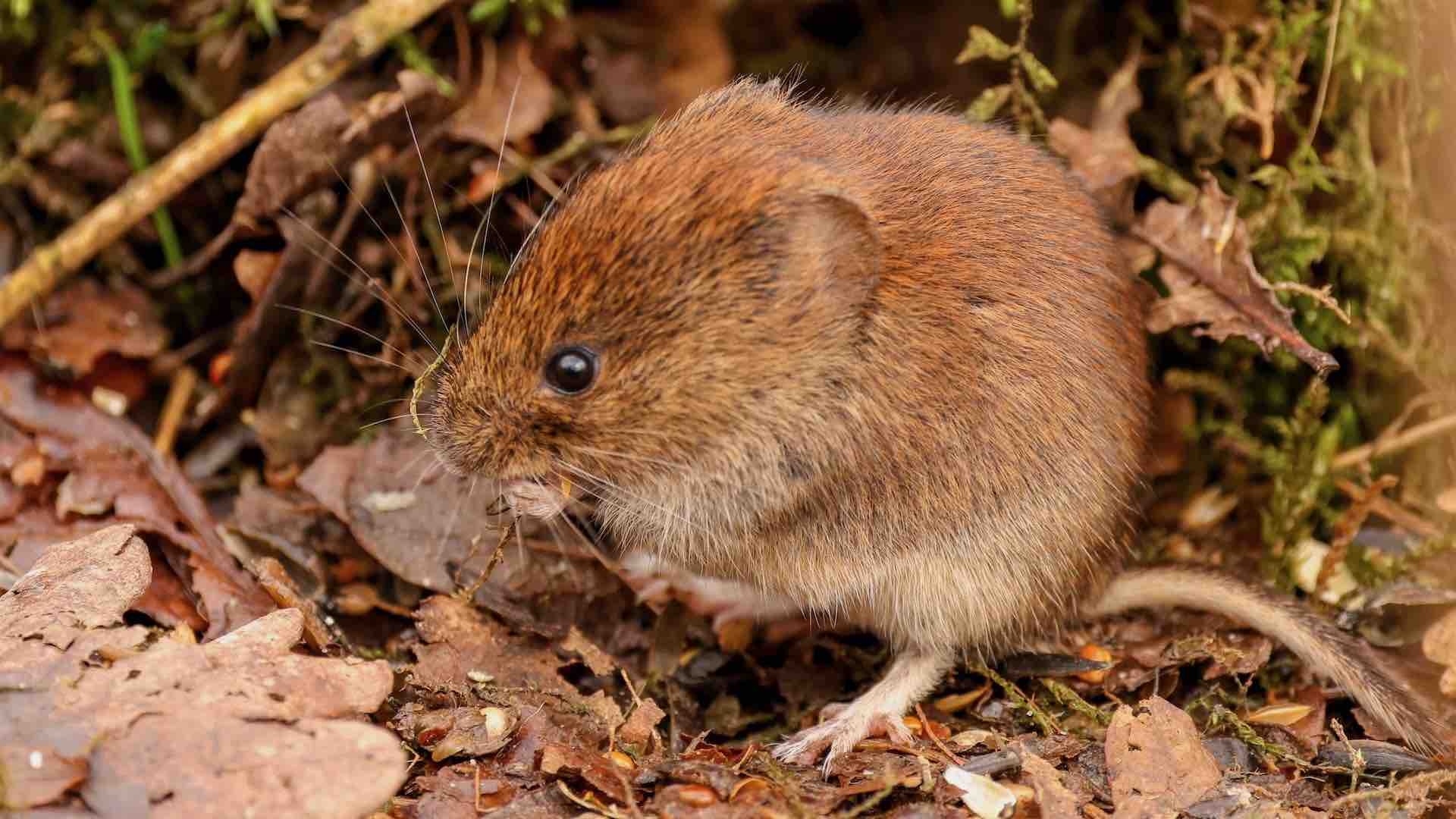 El Ratón de Campo se Puede Enamorar sin Oxitocina: Estudio | N+