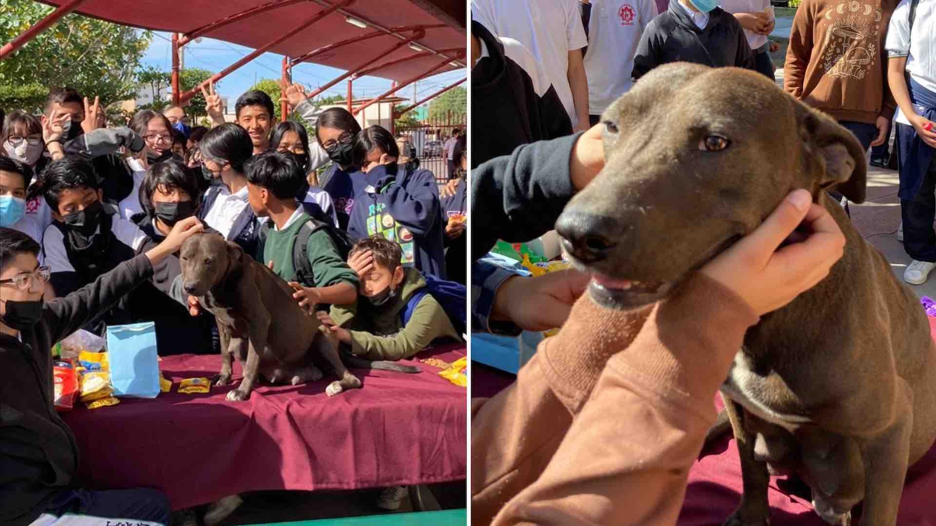 Alumnos de Secundaria en Mexicali Adoptan a Perrita Embarazada y Organizan  Baby Shower | N+