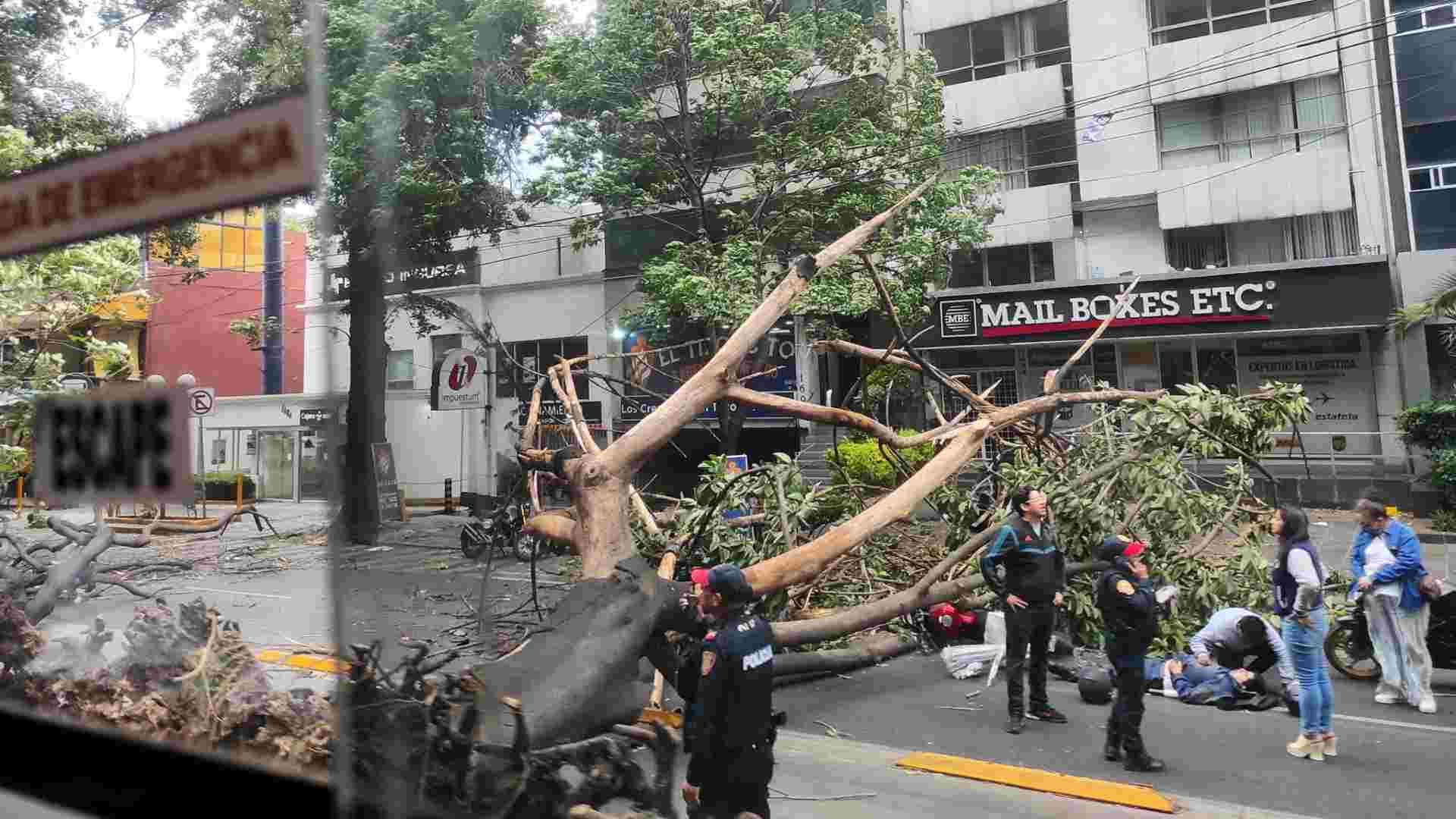 Se Caen Árboles Por Fuertes Vientos En Cdmx N 1902