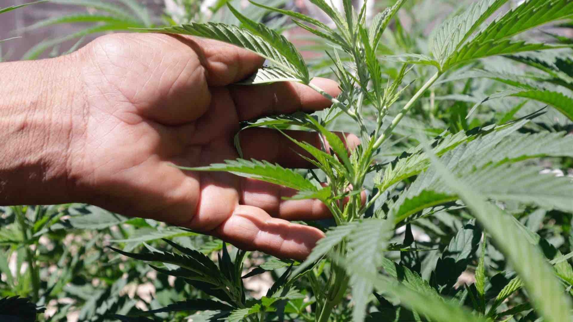 ¿qué Ha Pasado Con El Consumo De Marihuana Medicinal En México Nemk 8581