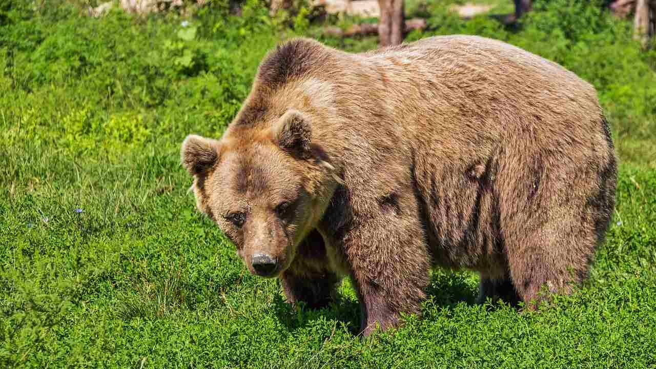 Cómo hizo China para salvar a los osos panda gigantes de la extinción? -  BBC News Mundo