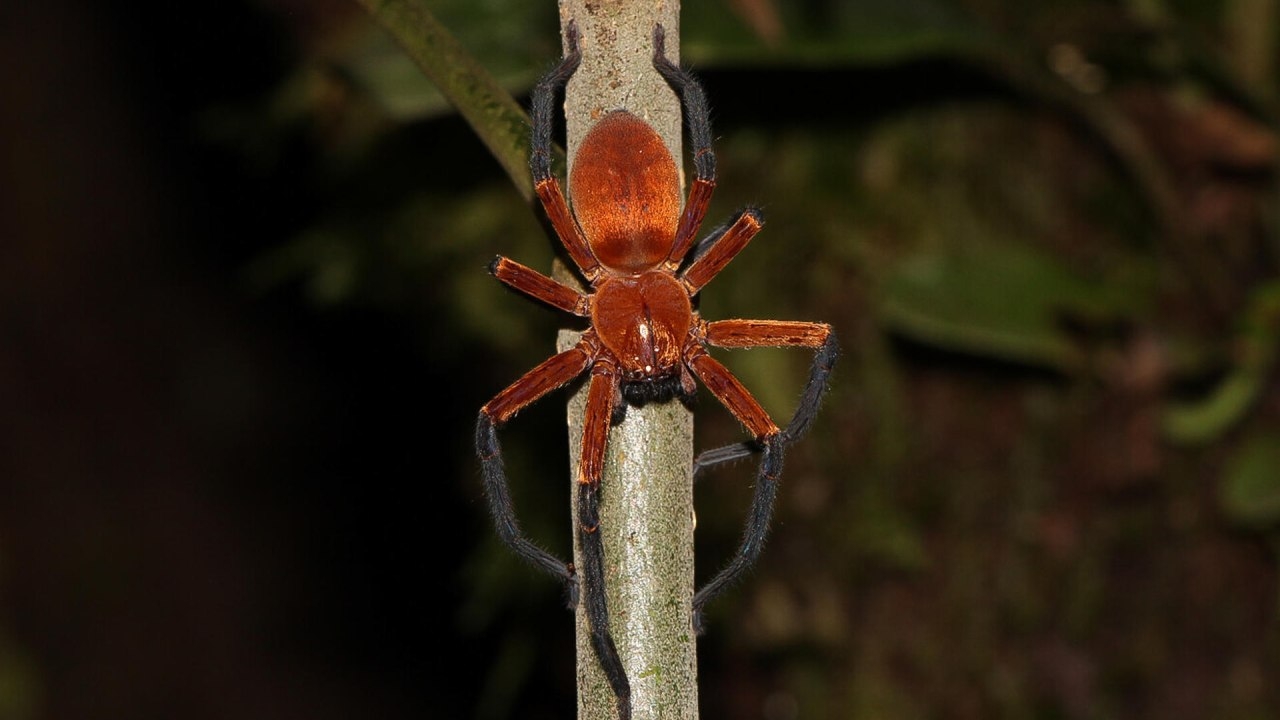 Descubren a la Araña Cangrejo Gigante en Selva Amazónica de Ecuador | N+