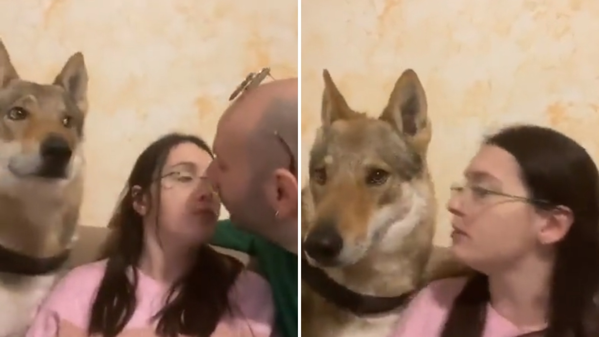 que haces cuando tu perro esta celoso de tu novio
