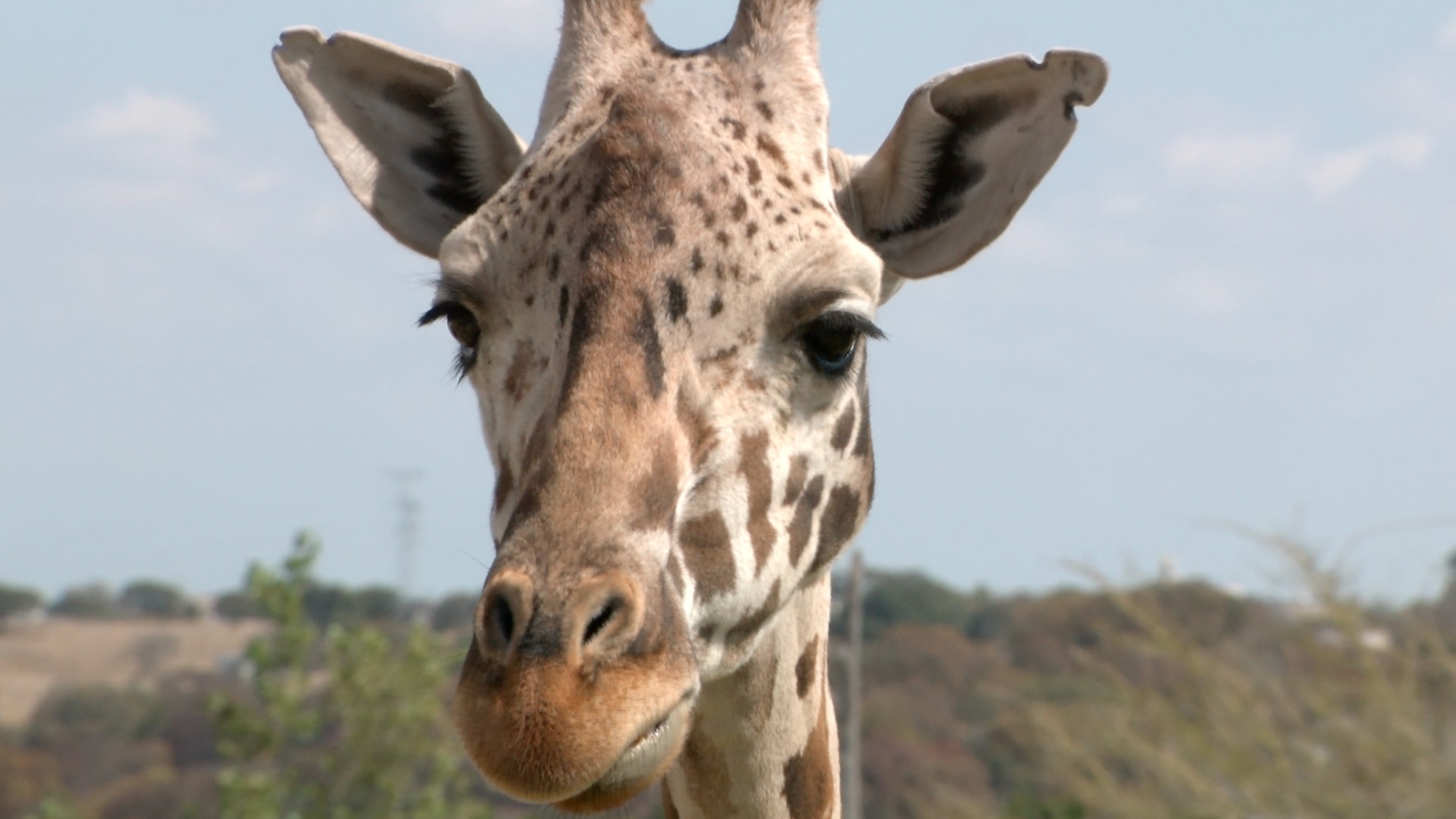 Benito: La Jirafa que Unió a Mexico por una Buena Causa | N+