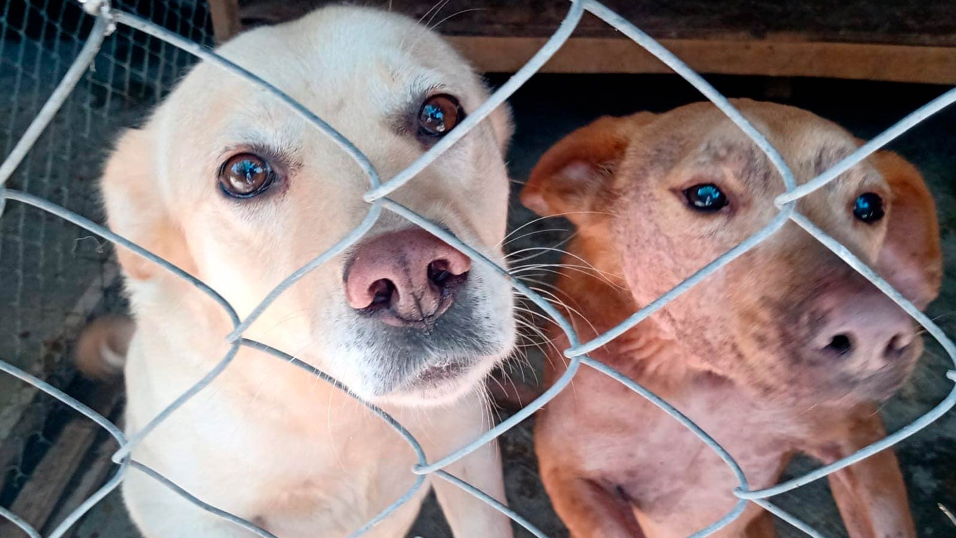 Albergue de Animales Denuncia Amenazas y Extorsiones en Edomex | N+