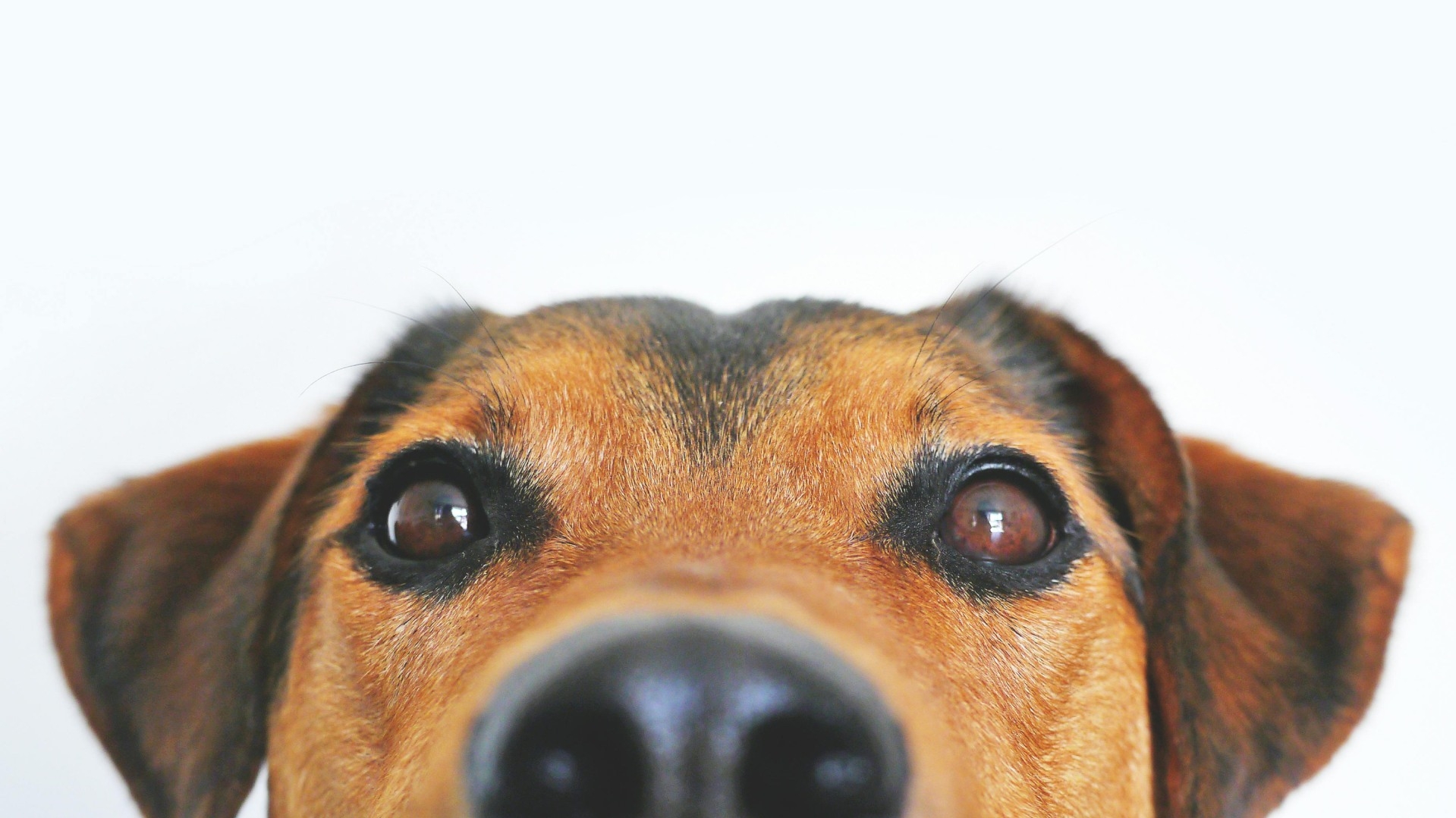 necesito registrar a mi perro en la ciudad
