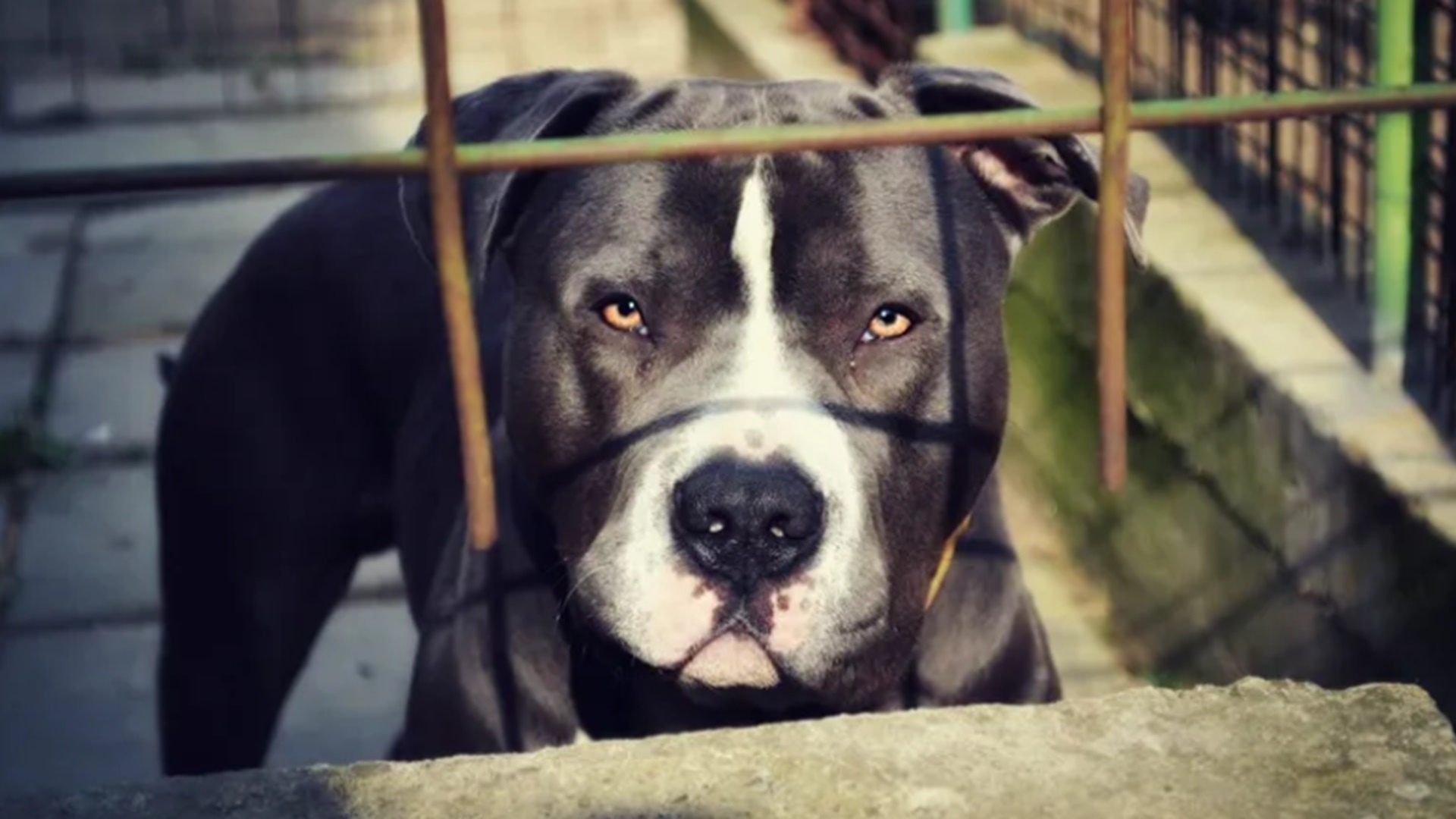 Muere Bebé Atacado por Perros Pitbulls; Madre Sufre Heridas al Intentar Salvarlo | N+