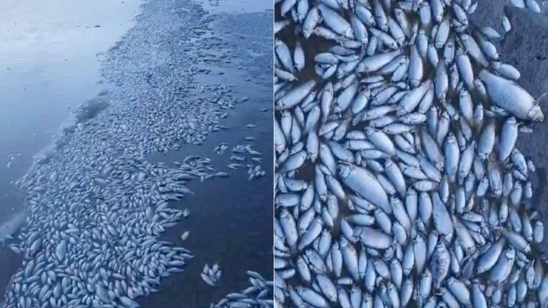 MIles de Peces Muertos en Laguna de Chihuahua por Intensa Sequía | N+