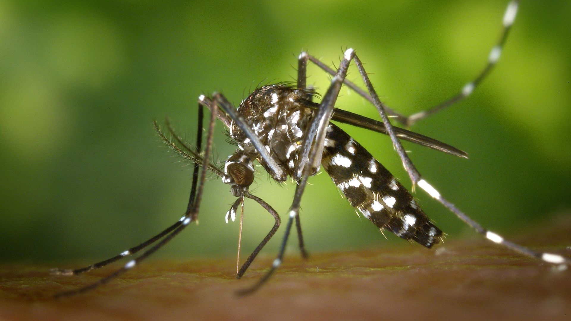 Mueren 6 Personas por Dengue en Veracruz; Casos Van en Aumento | N+