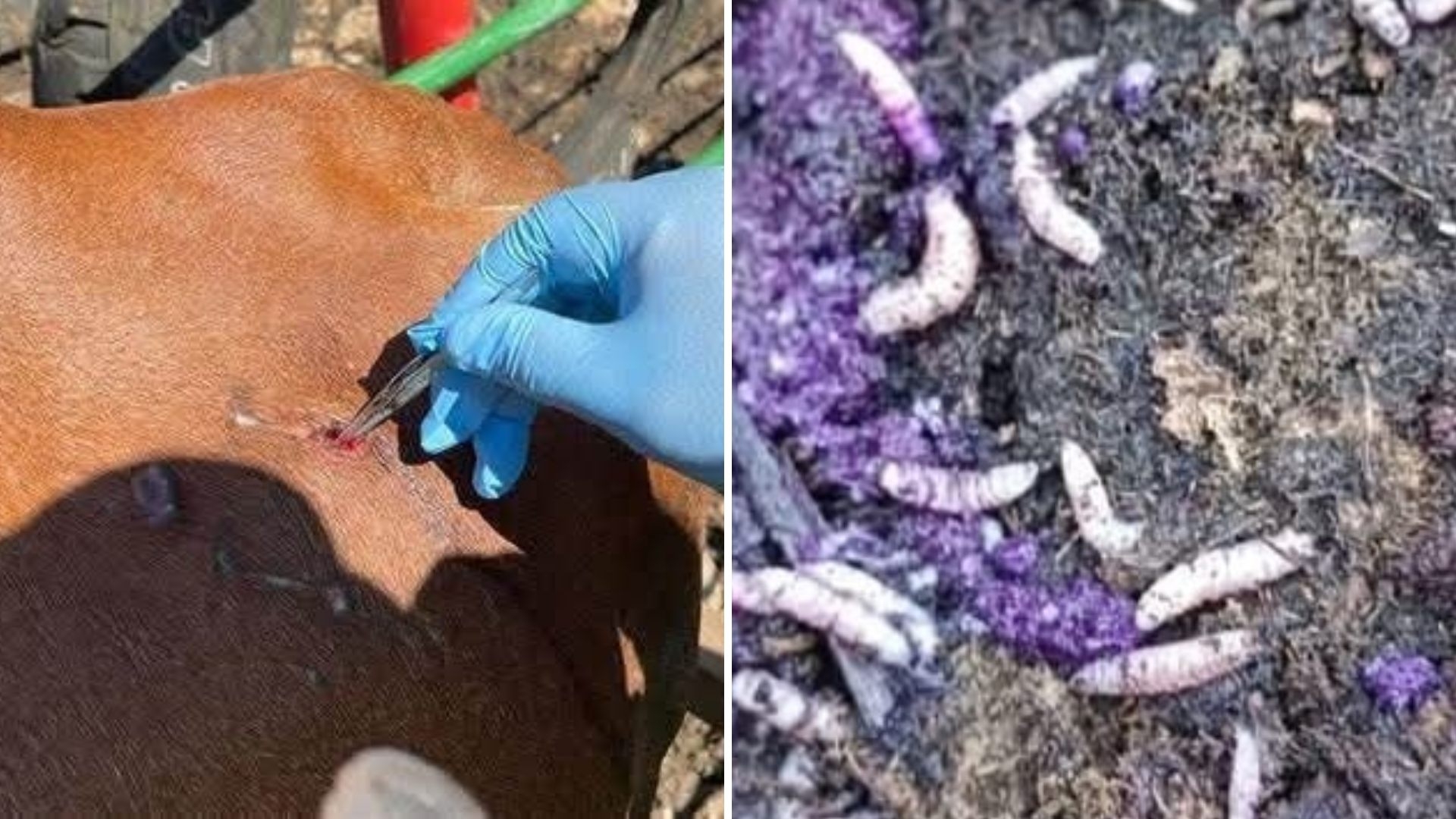 Confirman el Primer Caso de Miasis por Gusano Barrenador en Humano en  Chiapas | N+