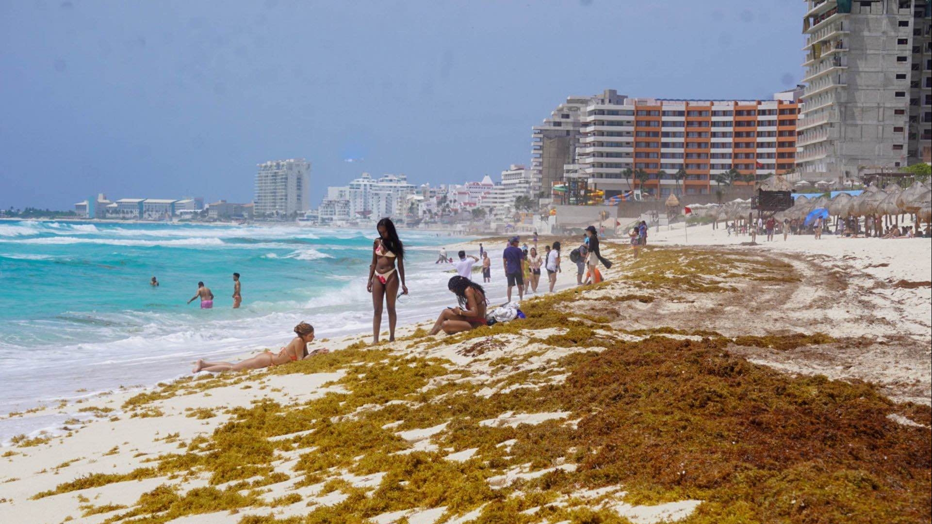 El Sargazo Amenaza al Caribe: ¿Por Qué Esta Crisis Fue Causada por los Humanos? | N+