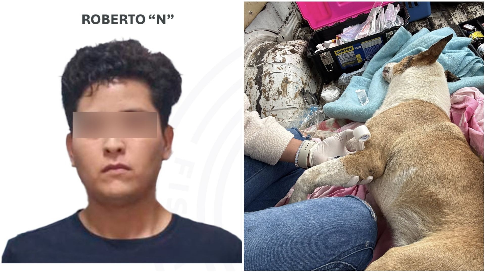 tengo que denunciar haber golpeado a un perro