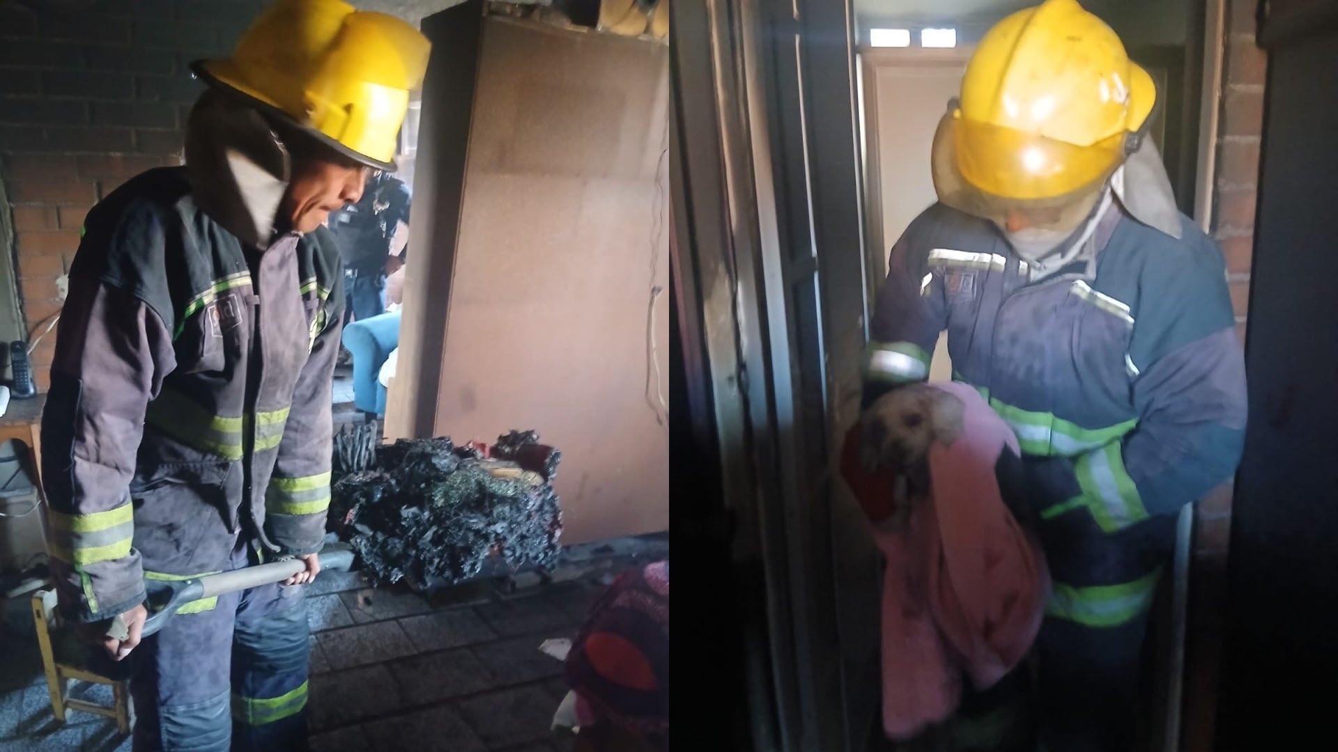 Perro Fue Rescatado de un Incendio en una Vivienda de la Ciudad de ...
