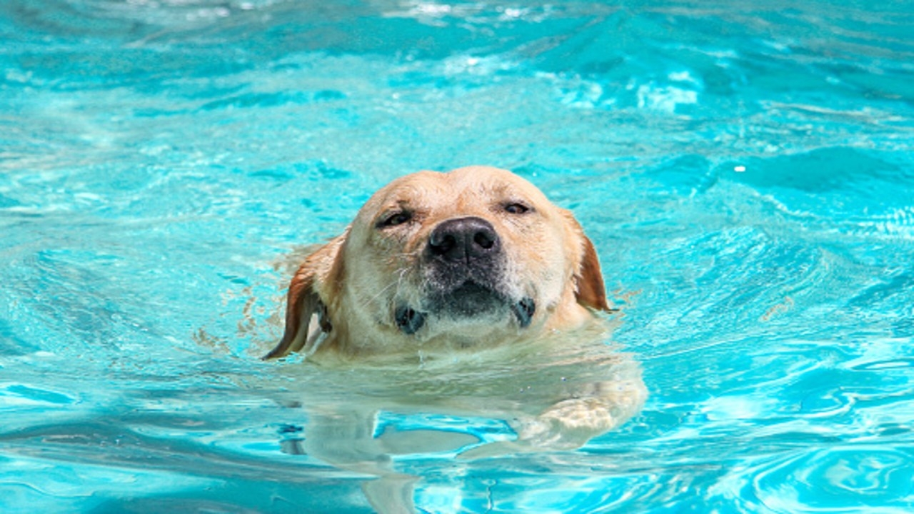 a que temperatura le gusta el agua a los perros