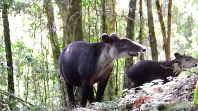 Tapir