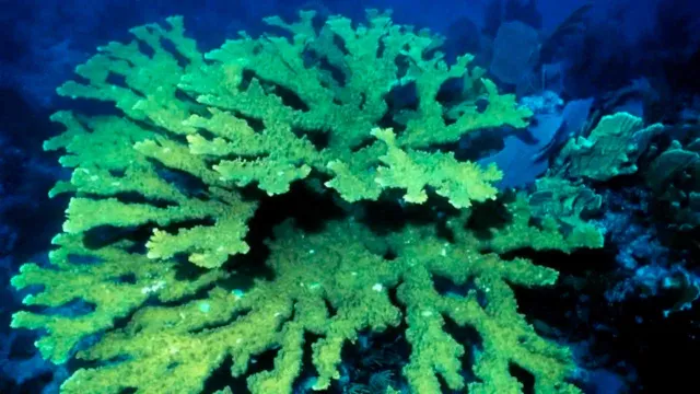 Coral