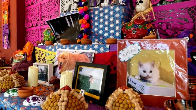 Ofrenda de Día de Muertos para mascotas. Fuente: Twitter @CDHCMX