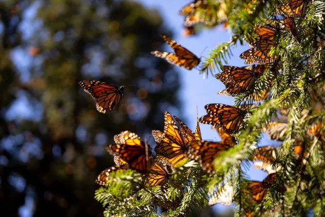 Mariposas monarca en santuario de Michoacán