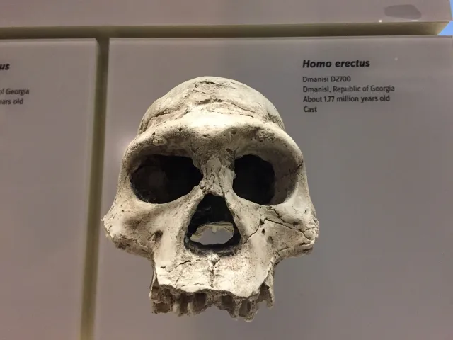 Cráneo de Homo erectus en un museo
