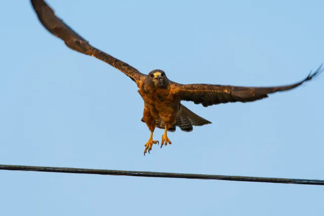 Este brote de gripe aviar crece entre aves silvestres. Foto: Pexels