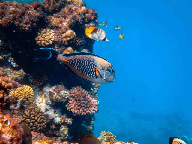 Peces en un arrecife de coral