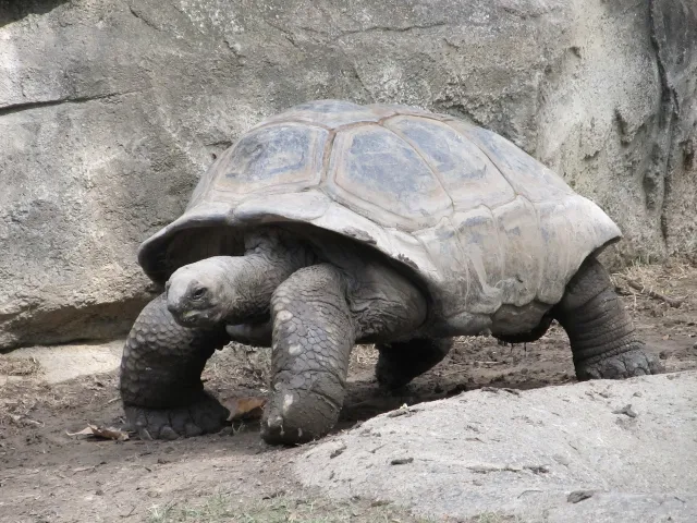 ¿Las Tortugas son Mudas? Estudio Descubre Cómo se Comunican