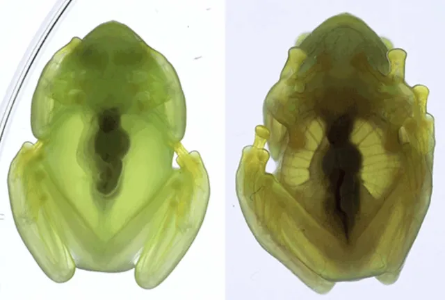 Ranas de cristal fotografiadas durante estudio científico