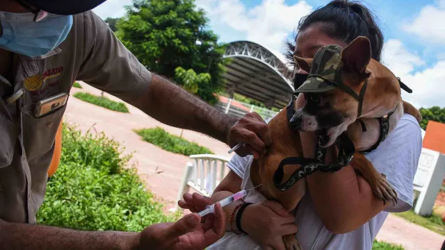 Un perro es vacunado contra la rabia