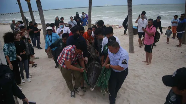 Traslado de delfín varado en Puerto Progreso